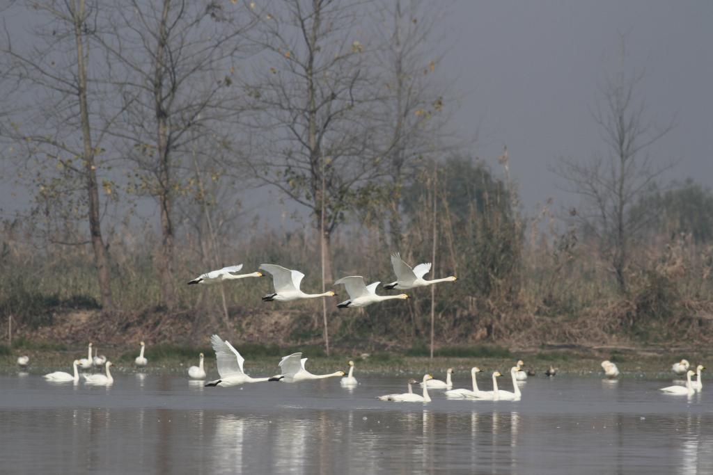 数十万只候鸟,是怎么“数”出来的? 数十万只候鸟,是怎么“数”出来的?