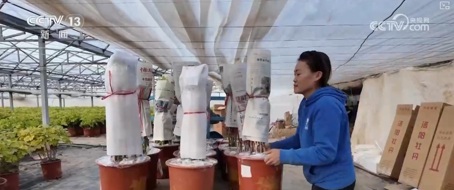 科技加持“美丽经济” 各地年宵花卉集中上市销售火热 科技加持“美丽经济” 各地年宵花卉集中上市销售火热