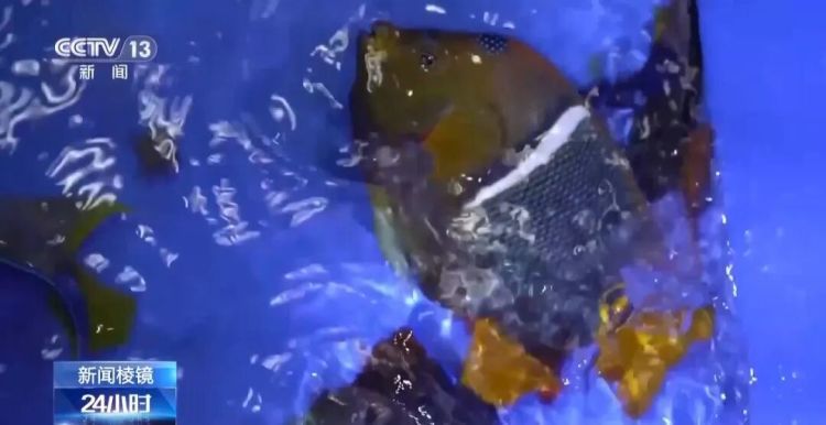 男子被五步蛇咬伤致截肢!这些“个性伙伴”其实是“致命威胁” 男子被五步蛇咬伤致截肢!这些“个性伙伴”其实是“致命威胁”