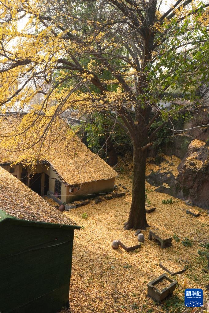 在杭州,路过“树”的浪漫 在杭州,路过“树”的浪漫