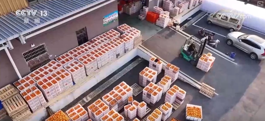 从“返乡一人”到“带动一方” “新农人”矩阵驱动“土特产”变身“金招牌” 从“返乡一人”到“带动一方” “新农人”矩阵驱动“土特产”变身“金招牌”