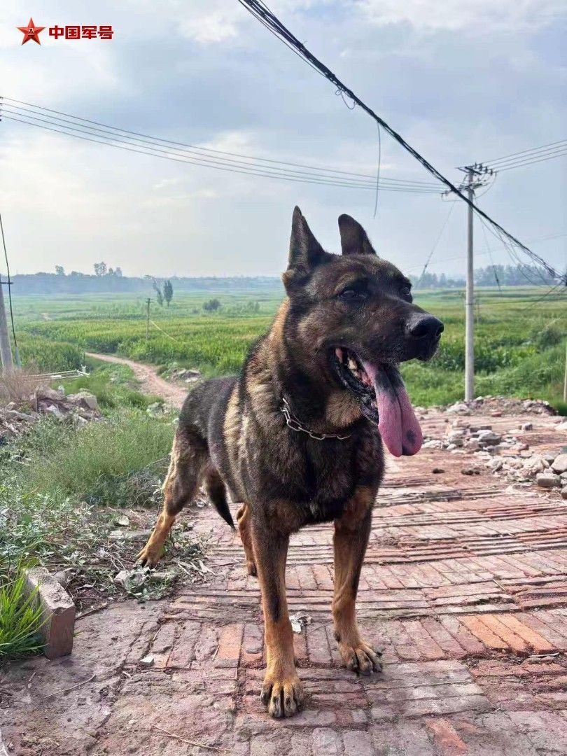 当初被领养的3只军犬,现在怎么样了? 当初被领养的3只军犬,现在怎么样了?