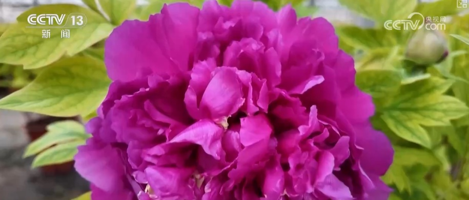 科技加持“美丽经济” 各地年宵花卉集中上市销售火热 科技加持“美丽经济” 各地年宵花卉集中上市销售火热