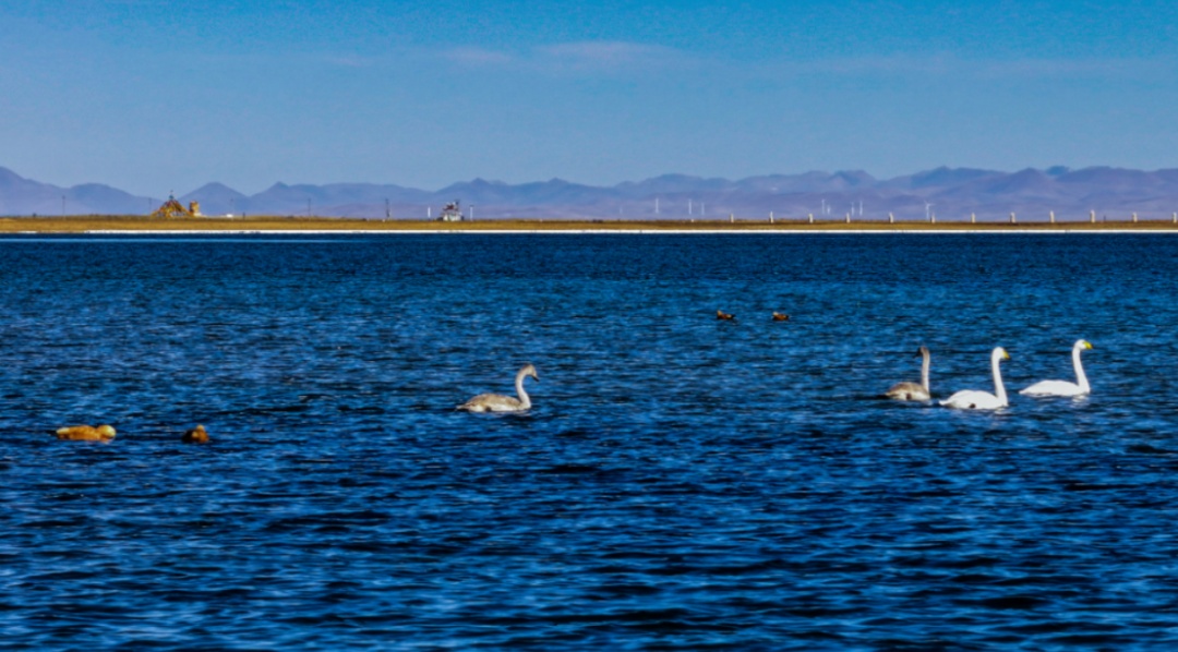 速看!限定奇观下的冬日青海湖…… 速看!限定奇观下的冬日青海湖……