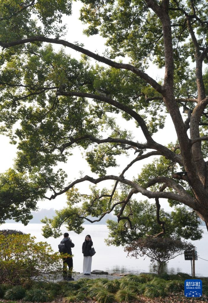 在杭州,路过“树”的浪漫 在杭州,路过“树”的浪漫