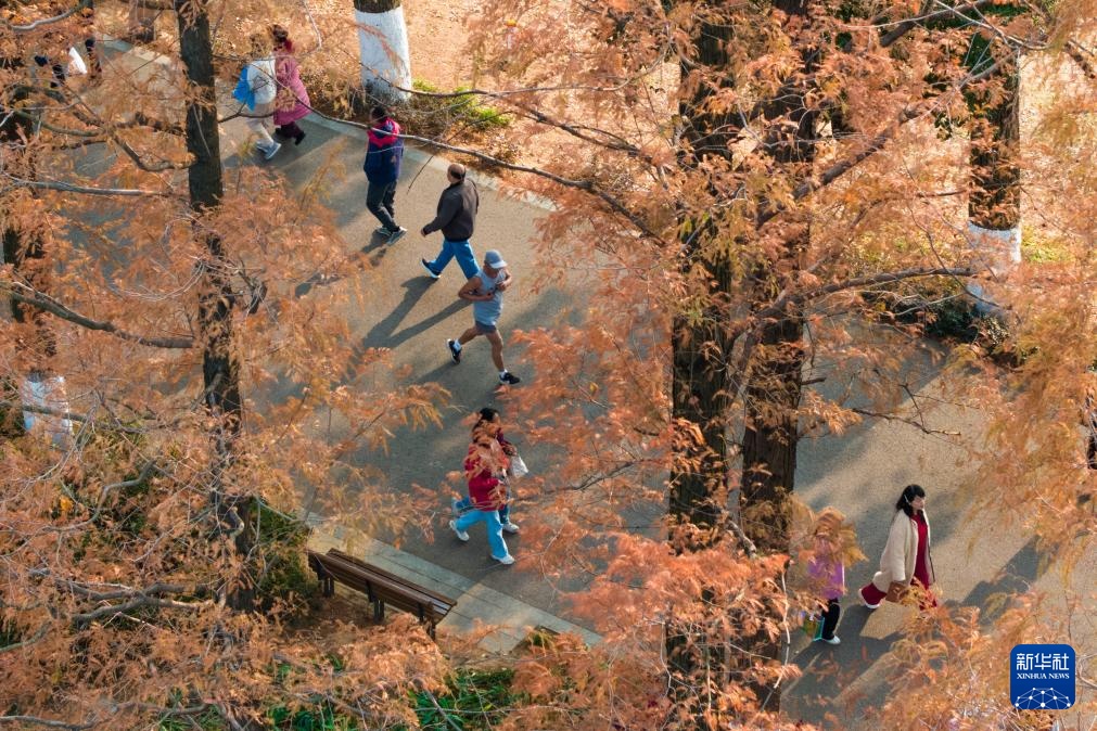 长沙:水杉披红引客来 长沙:水杉披红引客来