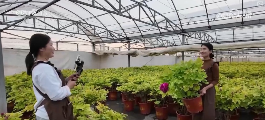 科技加持“美丽经济” 各地年宵花卉集中上市销售火热 科技加持“美丽经济” 各地年宵花卉集中上市销售火热