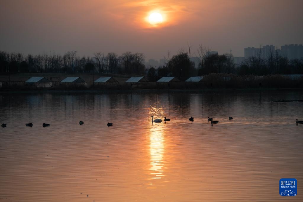 安徽滁州:城市公园成候鸟“越冬天堂” 安徽滁州:城市公园成候鸟“越冬天堂”