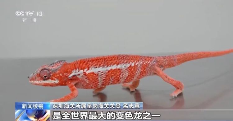 男子被五步蛇咬伤致截肢!这些“个性伙伴”其实是“致命威胁” 男子被五步蛇咬伤致截肢!这些“个性伙伴”其实是“致命威胁”