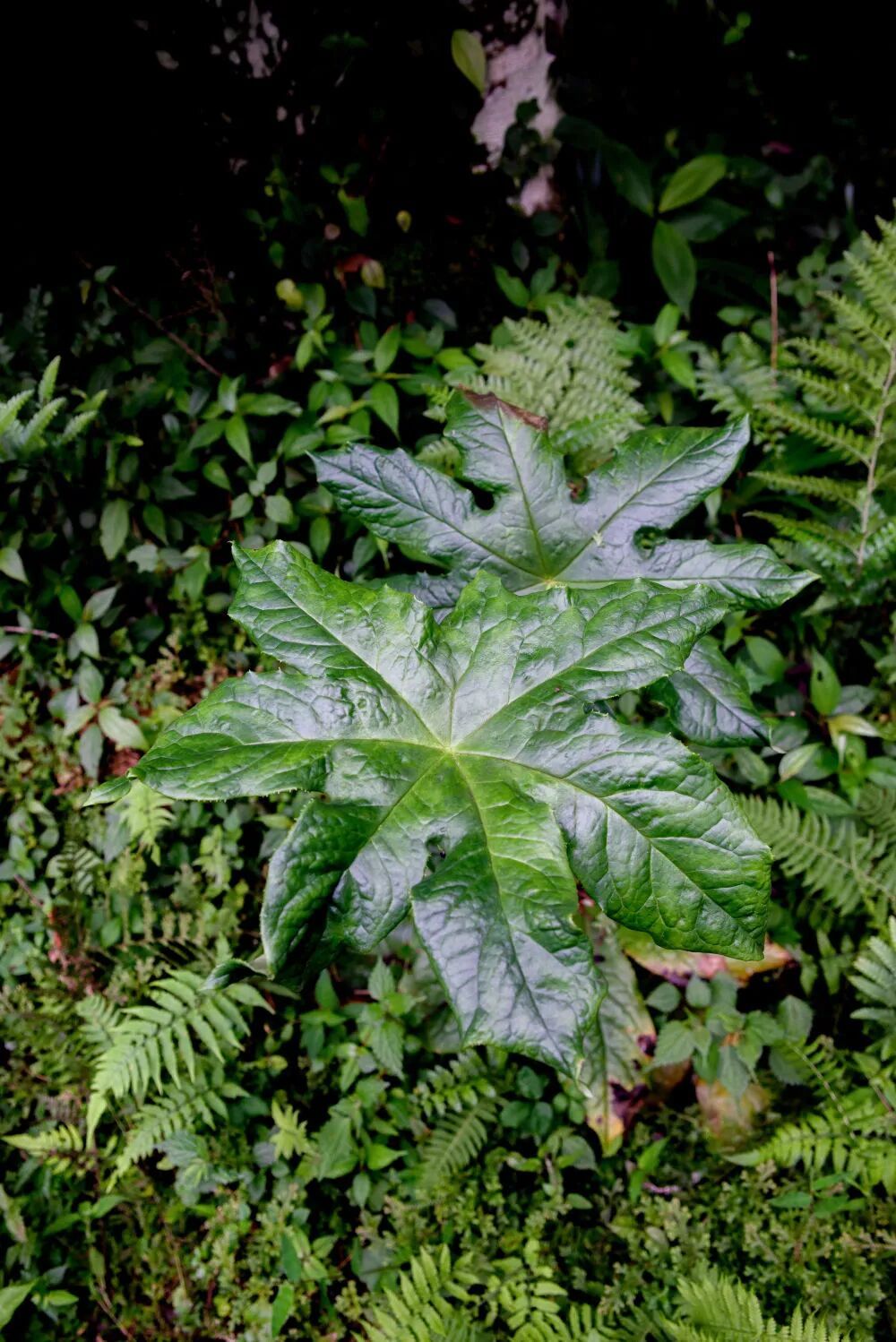 植物新物种被发现 植物新物种被发现