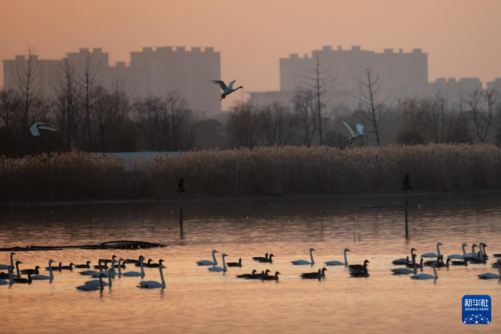安徽滁州:城市公园成候鸟“越冬天堂” 安徽滁州:城市公园成候鸟“越冬天堂”