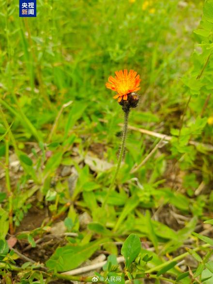 国内首次！新疆发现菊科新物种