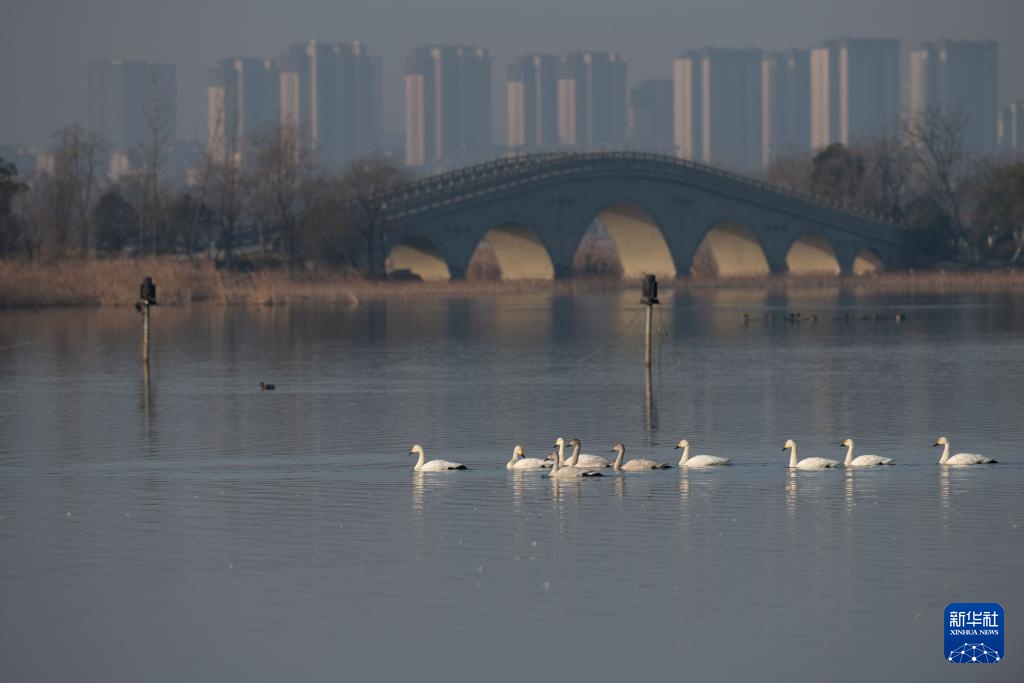 安徽滁州:城市公园成候鸟“越冬天堂” 安徽滁州:城市公园成候鸟“越冬天堂”