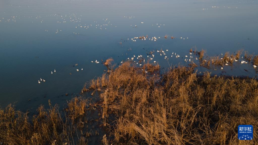 安徽滁州:城市公园成候鸟“越冬天堂” 安徽滁州:城市公园成候鸟“越冬天堂”