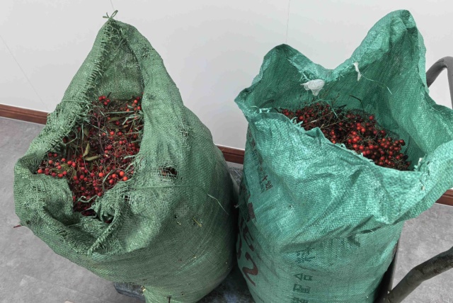 杭州大伯种的“有毒”植物被偷走五十多斤!“曾有人吃进医院” 杭州大伯种的“有毒”植物被偷走五十多斤!“曾有人吃进医院”