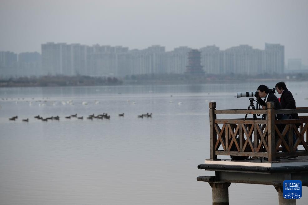 安徽滁州:城市公园成候鸟“越冬天堂” 安徽滁州:城市公园成候鸟“越冬天堂”