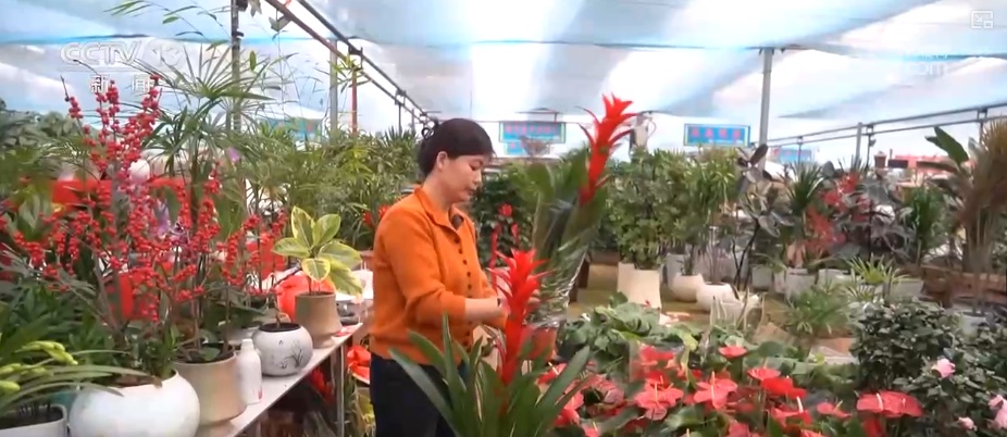 科技加持“美丽经济” 各地年宵花卉集中上市销售火热 科技加持“美丽经济” 各地年宵花卉集中上市销售火热