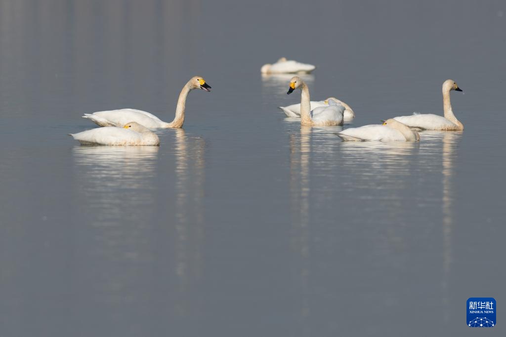 安徽滁州:城市公园成候鸟“越冬天堂” 安徽滁州:城市公园成候鸟“越冬天堂”