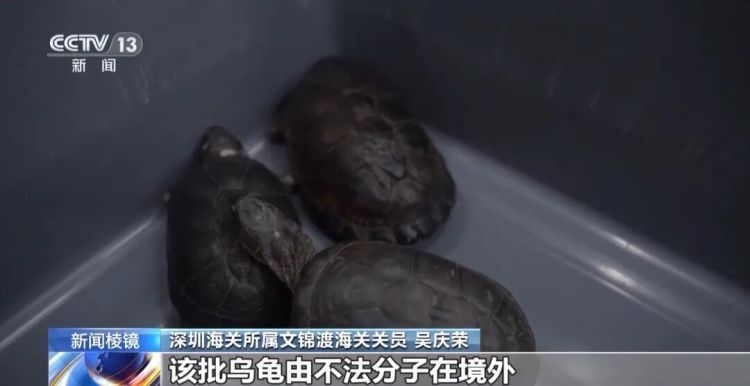 男子被五步蛇咬伤致截肢!这些“个性伙伴”其实是“致命威胁” 男子被五步蛇咬伤致截肢!这些“个性伙伴”其实是“致命威胁”