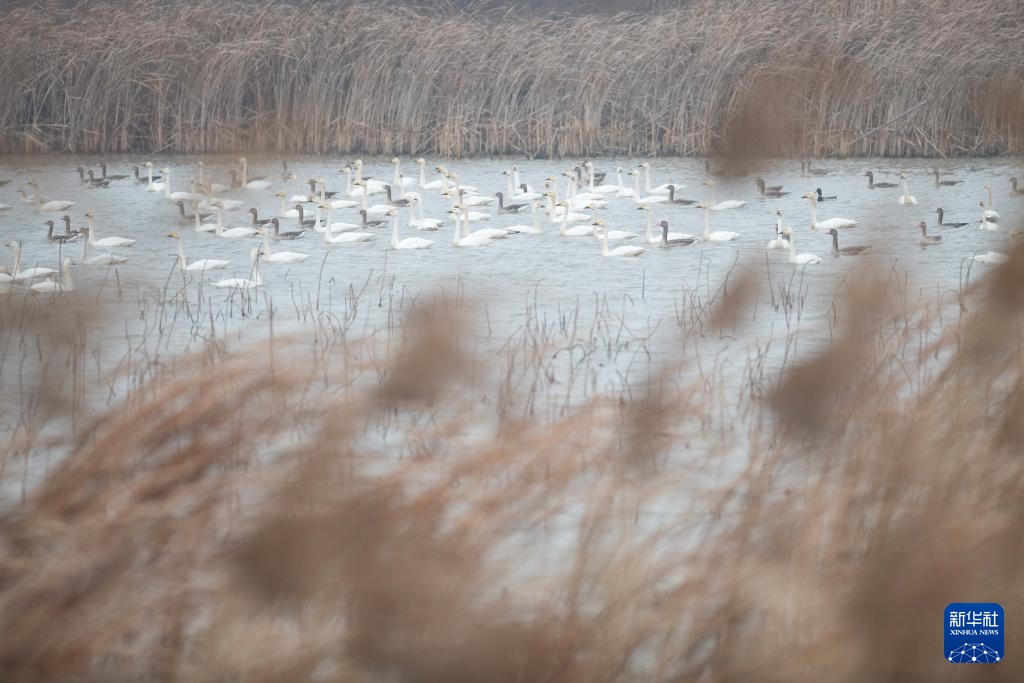 安徽滁州:城市公园成候鸟“越冬天堂” 安徽滁州:城市公园成候鸟“越冬天堂”