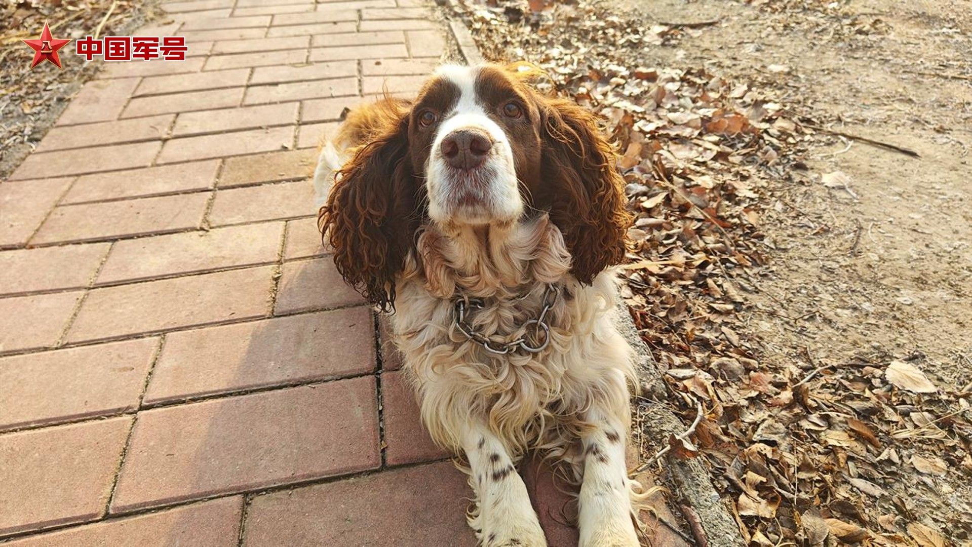 当初被领养的3只军犬,现在怎么样了? 当初被领养的3只军犬,现在怎么样了?