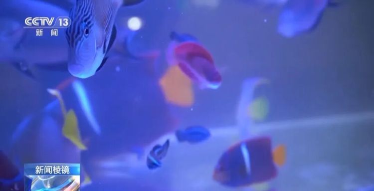 男子被五步蛇咬伤致截肢!这些“个性伙伴”其实是“致命威胁” 男子被五步蛇咬伤致截肢!这些“个性伙伴”其实是“致命威胁”