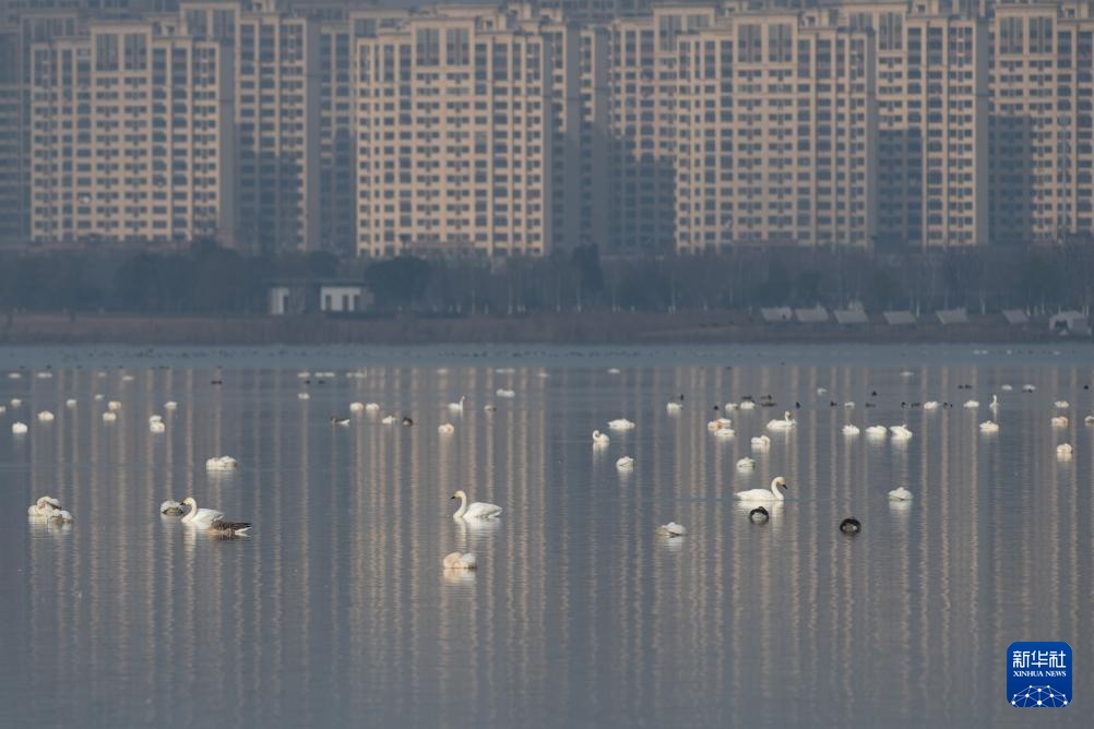 安徽滁州:城市公园成候鸟“越冬天堂” 安徽滁州:城市公园成候鸟“越冬天堂”