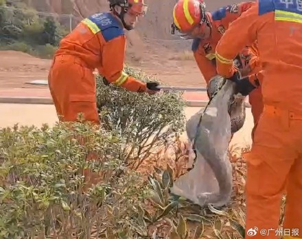河源市区惊现巨蟒 &nbsp;消防员紧急处置