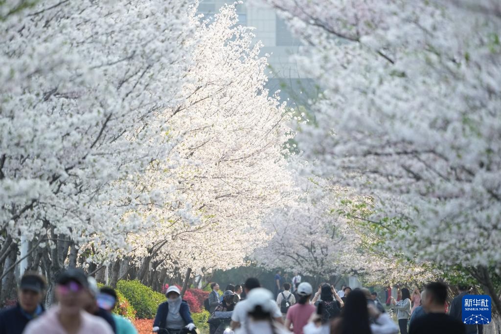 在杭州,路过“树”的浪漫 在杭州,路过“树”的浪漫