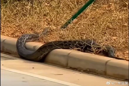 河源市区惊现巨蟒 &nbsp;消防员紧急处置
