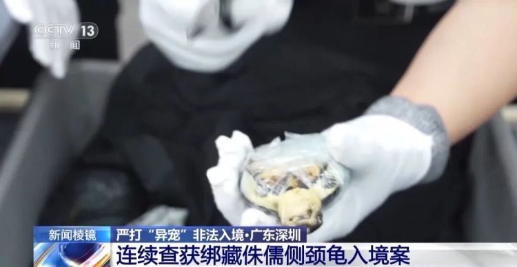 男子被五步蛇咬伤致截肢!这些“个性伙伴”其实是“致命威胁” 男子被五步蛇咬伤致截肢!这些“个性伙伴”其实是“致命威胁”