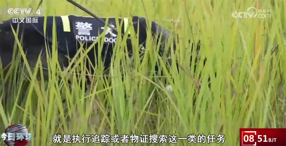 公安部部署开展本土警犬推广使用工作 一起看看“全能”昆明犬有多牛