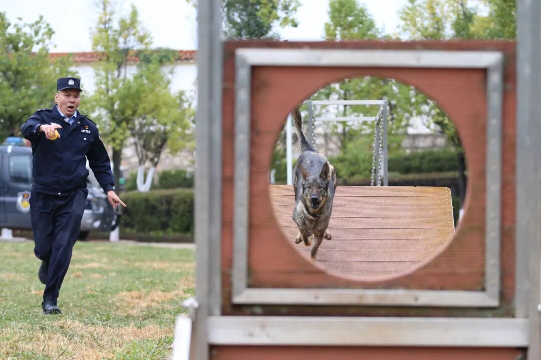 “全能战士”，中国警犬“昆明犬”！