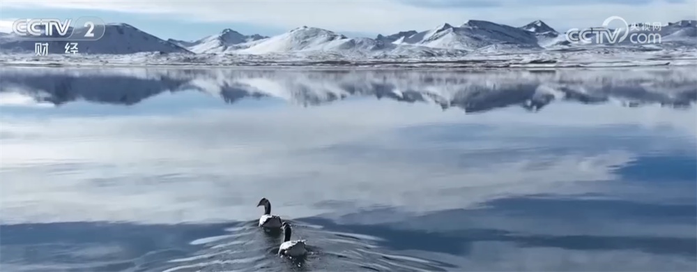 多地候鸟飞抵栖息地越冬 为壮阔山水画卷添上“灵动一笔”