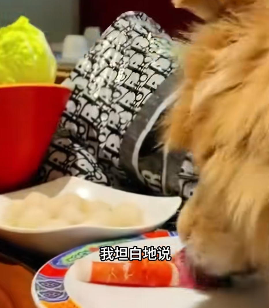 女子晒宠物狗上桌吃火锅，还夸“盘底都舔了”！餐厅回应：将赔偿其他顾客