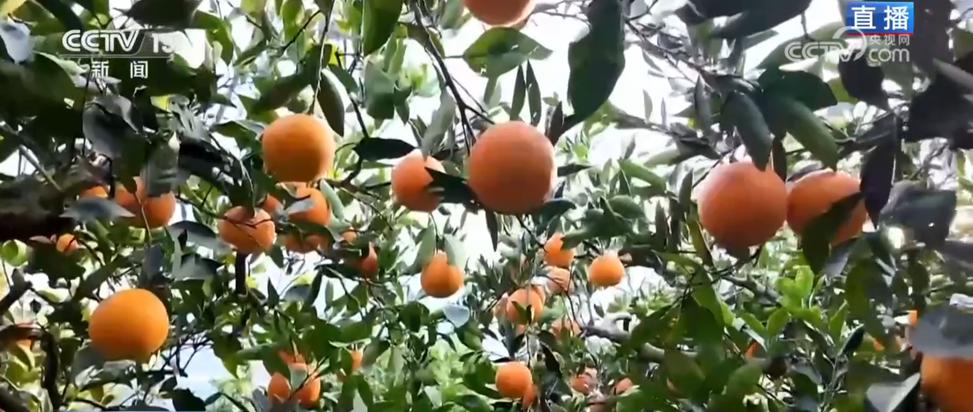 便捷物流助力丰收季农产品“鲜”出海外 小脐橙成为乡村振兴“黄金果”