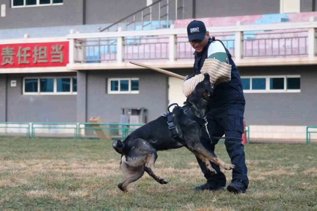 “全能战士”，中国警犬“昆明犬”！