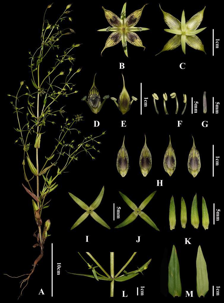 四川发现新物种“木里獐牙菜”