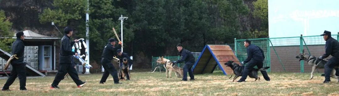 “全能战士”，中国警犬“昆明犬”！