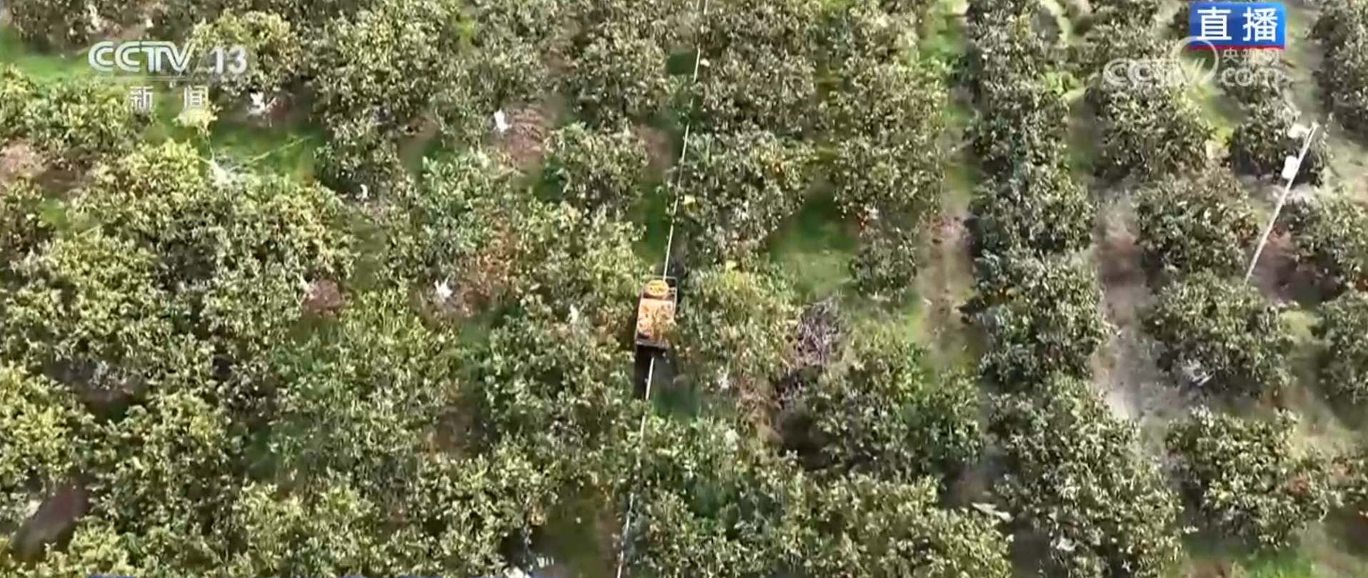 便捷物流助力丰收季农产品“鲜”出海外 小脐橙成为乡村振兴“黄金果”