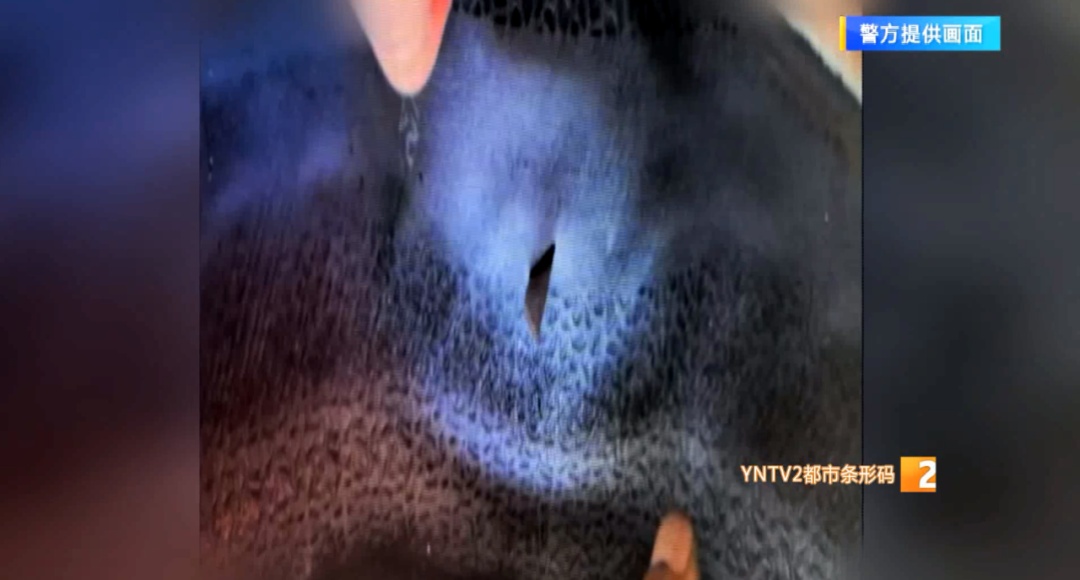 小心！昆明这条下穿隧道惊现“刀片阵”！多辆电动车连环爆胎！