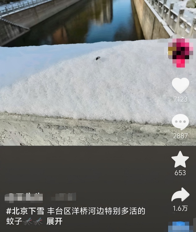 雪地里的“蚊子”不吸血！冬季室内被咬另有元凶