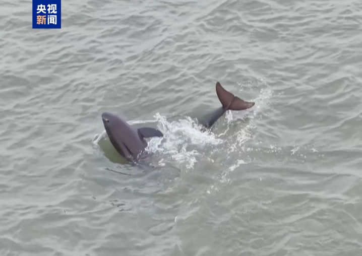 长江江豚惊喜现身 摄影爱好者拍下珍贵画面