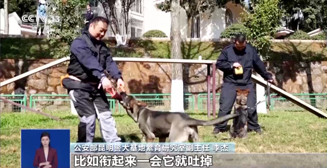 “全能型警犬”怎么才能持证上岗？