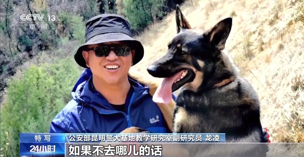 驯导员谈昆明犬：警犬不会演戏 每一次训练都是实战
