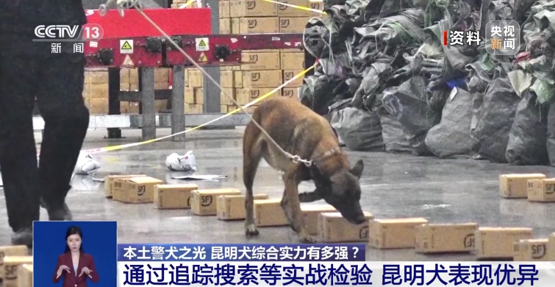公安部严选！昆明犬为何是警犬界“国货之光”？