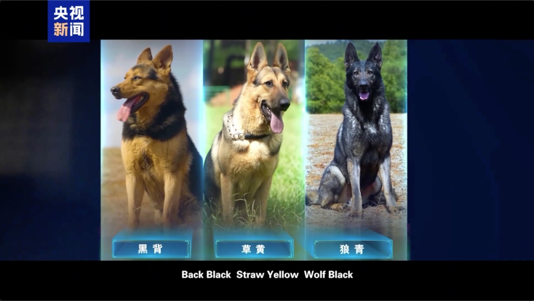 公安部严选！昆明犬为何是警犬界“国货之光”？