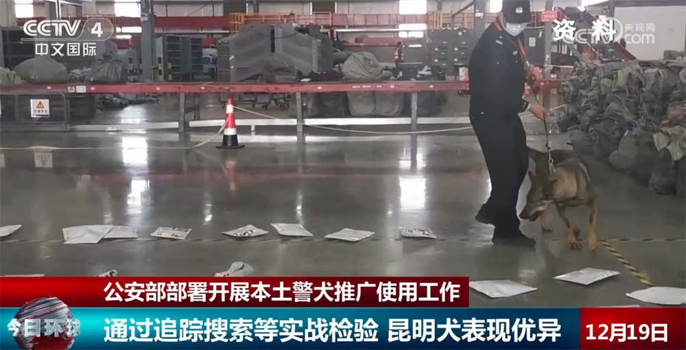 公安部部署开展本土警犬推广使用工作 一起看看“全能”昆明犬有多牛