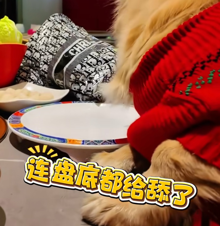 女子晒宠物狗上桌吃火锅，还夸“盘底都舔了”！餐厅回应：将赔偿其他顾客