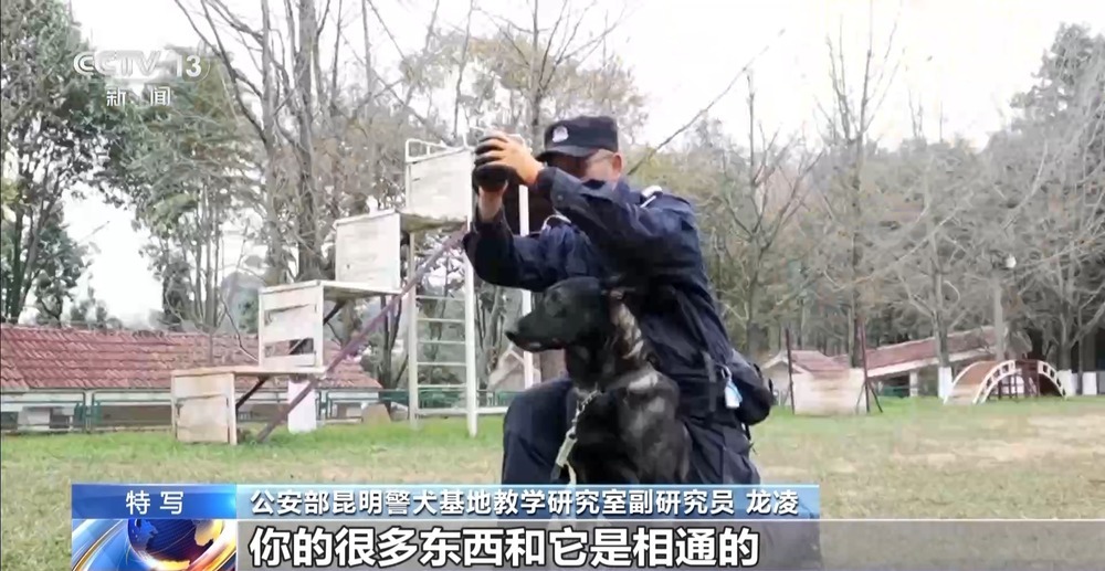 驯导员谈昆明犬：警犬不会演戏 每一次训练都是实战